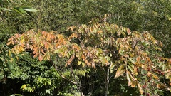 Rhus chinensis