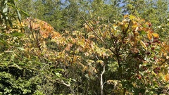 Rhus chinensis
