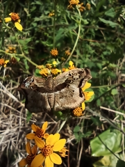 Quadrus lugubris lugubris