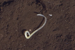 Enchytraeidae