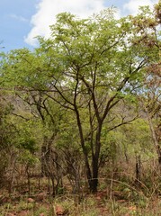 Pterocarpus angolensis