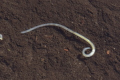 Enchytraeidae