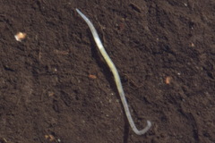 Enchytraeidae