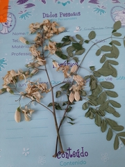Fabaceae