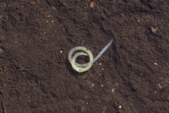 Enchytraeidae