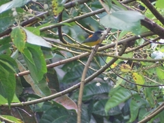 Dicaeum trigonostigma