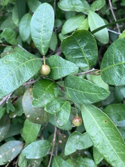 Sebastiania commersoniana