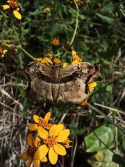 Quadrus lugubris lugubris