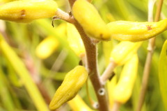 Persoonia comata