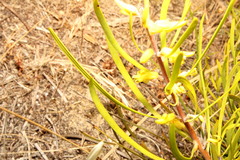 Persoonia comata