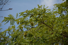 Pterocarpus angolensis