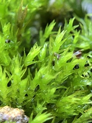 Didymodon