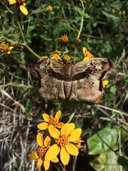 Quadrus lugubris lugubris