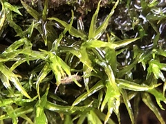 Didymodon sinuosus