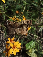 Quadrus lugubris lugubris