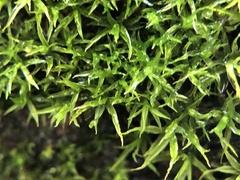 Didymodon sinuosus