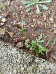 Bidens subalternans
