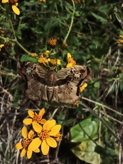 Quadrus lugubris lugubris