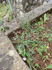 Bidens subalternans