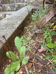 Bidens subalternans