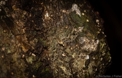 Crasilogia gressitti