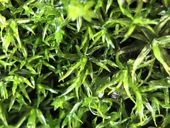 Didymodon sinuosus