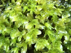 Syntrichia latifolia