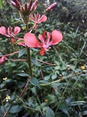 Lopezia racemosa