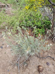 Senecio filaginoides