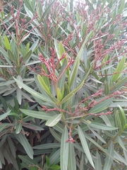 Nerium oleander