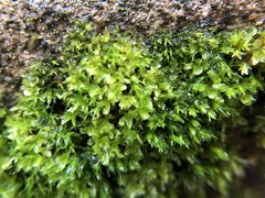 Syntrichia latifolia