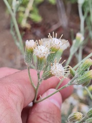 Senecio filaginoides