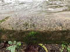 Syntrichia latifolia