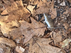 Peromyscus maniculatus