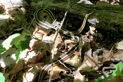 Thamnophis saurita saurita