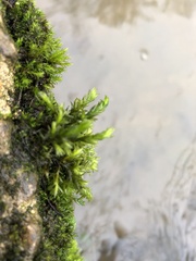 Cinclidotus fontinaloides