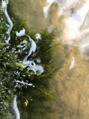 Cinclidotus fontinaloides