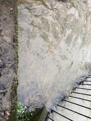 Cinclidotus fontinaloides