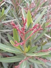 Nerium oleander