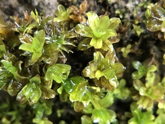 Syntrichia latifolia