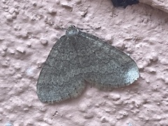 Operophtera brumata