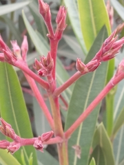 Nerium oleander
