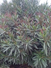 Nerium oleander