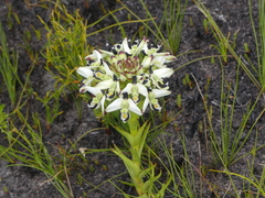 Disa bivalvata