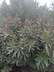 Nerium oleander