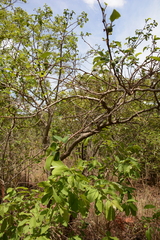 Annona senegalensis