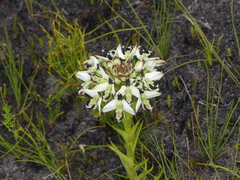 Disa bivalvata