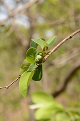 Annona senegalensis