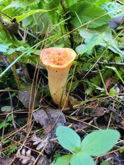 Turbinellus kauffmanii