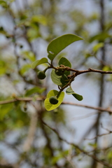 Annona senegalensis